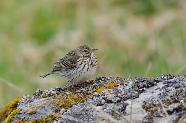 Meadow Pipit, Anthus pratensus, liken kaplı bir kayanın üzerine tünemişti.
