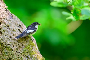 Erkek Pied Flycatcher, Ficedula Hypoleuca, içinde yiyecek olan bir ağaç gövdesine tünemiş..