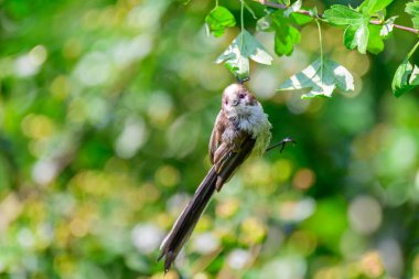 Juvenile Long tailed tit, Aegithalos caudatus, hanging from a branch
