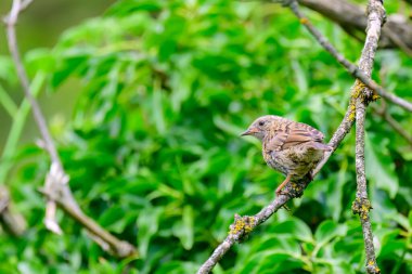 Dunnock, Prunella modülleri, dallara tünemiş.