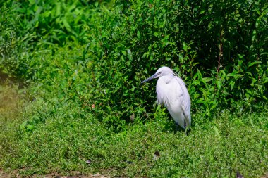 Küçük Egret, Egreta Garzetta, bir gölün kıyısında duruyor..