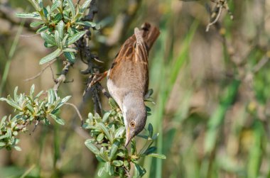 Whitethroat, Syliva Communis, boğuk bir çalılıkta baş aşağı..