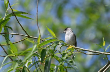 Kara başlık, Sylvia Atricappila, bir ağaç dalına tünemiş