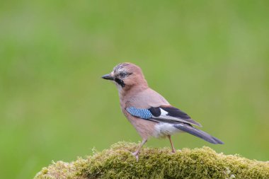Jay, Garralus Glandarius, yosun kaplı bir dala tünemiş.