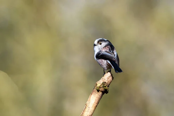 Long tailed tit, Aegithalos caudatus, perched on a tree branch. Rear view, looking left