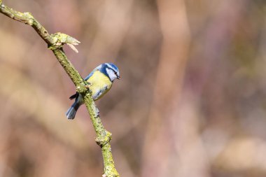 Blue Tit, Cyanistes caeruleus, perched on a branch, looking right