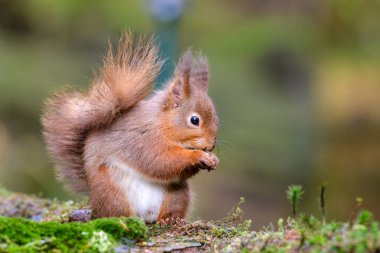 Kırmızı Sincap, Sciurus vulgaris, liken kaplı kütük, yan görüş, tetikte. Kış