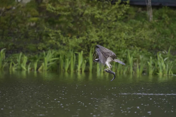 Osprey, Pandion halietus, ağaçların arka planına doğru uçuyor..