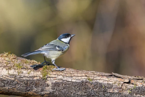 Great Tit Parus Major Perched Log Looking Right — Stock fotografie