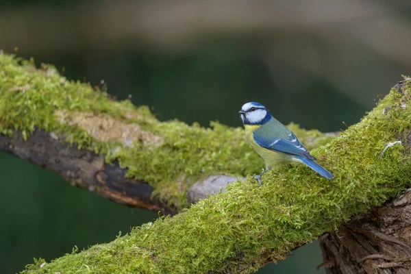 Blue Tit Cyanistes Caerulius Erched Moss Covered Branch — Foto Stock