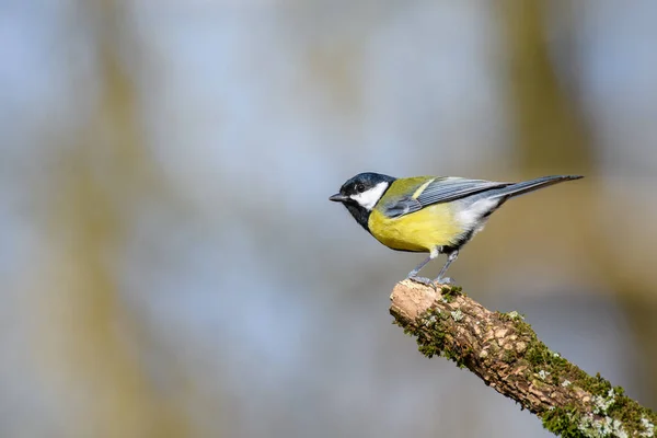 Great Tit Parus Major Perched Tree Branch Looking Left — Photo