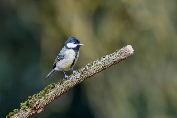 Great Tit Parus Major Perched Moss Covered Tree Branch Looking — Foto de Stock