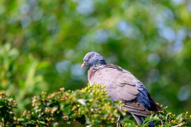 Tahta güvercin, Columba palumba, bir ağaca tünemiş..