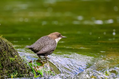 Dipper, Cinclus, suda yürüyor.