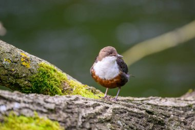 Dipper, Cinclus, bir kütüğe tünemiş.