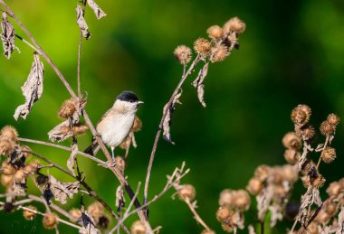 Marsh Tit, Poecile palustris, resting on teazle heads.