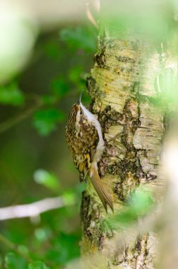 Ağaç Sürüngeni, Certhia aşinalığı, ormandaki bir ağaca tırman.
