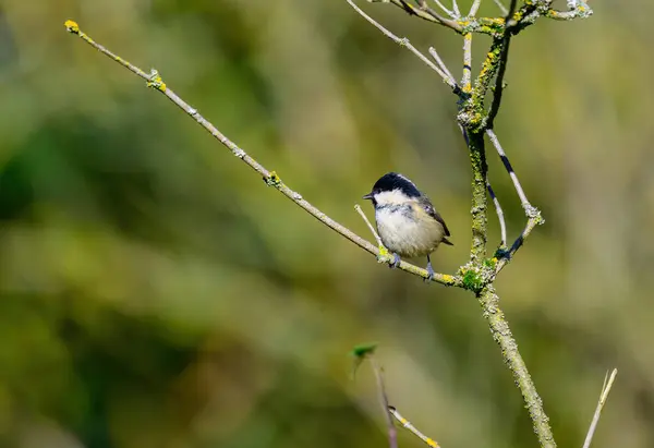 Coal Tit, Periparus ater, on a lichen covered branch.