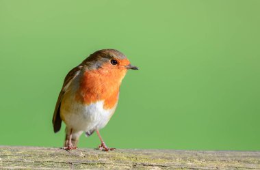 Robin, Erithacus Rubecula, bir kapıya tünemiş..