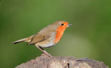 Robin, Erithacus Rubecula, kapı eşiğine tünemiş.