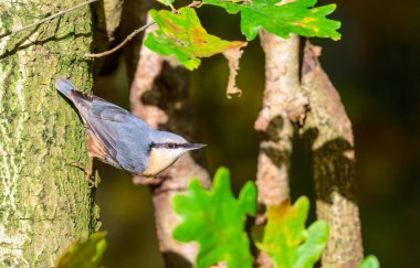 Nuthatch, Sitta europaea, bir ağaç dalından aşağı iniyor.