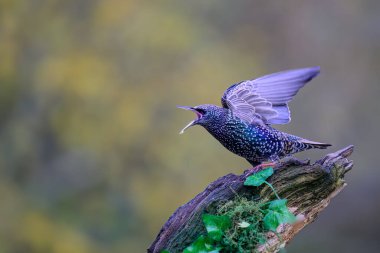 Starling, Sturnus vulgarus, yosun kaplı bir dala tünemiş sarmaşık yaprakları, agresif davranış