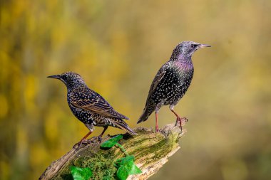 Sturnus vulgarus, sarmaşık yapraklarıyla yosun kaplı bir dala tünemiş.