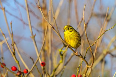 Erkek Yellowhammer, Emberiza citrinella, bir çalılığa tünemiş