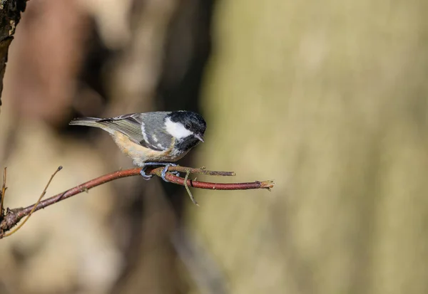 Coal tit, Periparus ater, perched on a twig