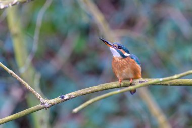 Kingfisher, Alcedo atthis, perched on a branch clipart