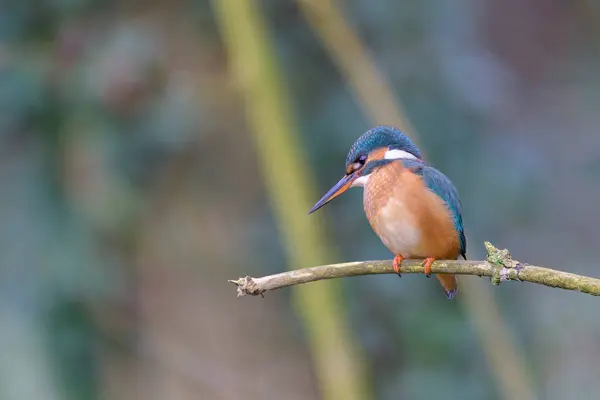 Kral balıkçı, alcedo, bir dala tünemiş
