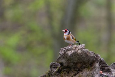 Goldfinch, Carduelis carduellis, perched on a log clipart