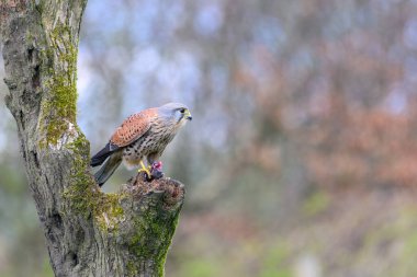 Male Kestrel, Falco Tinnunculus, perched on a tree stump clipart