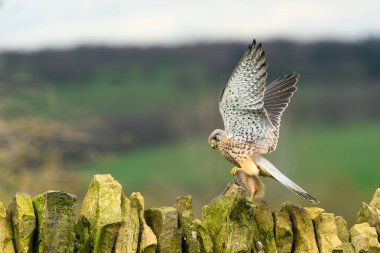 Male Kestrel, Falco Tinnunculus, perched on a dry stone wall clipart
