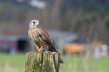 Male Kestrel, Falco Tinnunculus, perched on a gate post clipart