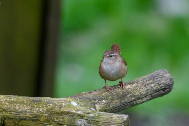 Wren, Troglodit trogloditleri, bir kütüğe tünemiş