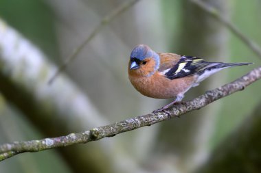 İspinoz, ispinoz coelebs, bir dal üzerinde tünemiş