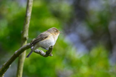 Chiffchaff, Phylloscopus collybita, bir ağaç dalına tünemiş.