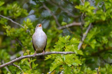 Cetti 'nin ötleğeni, Cettia Cetti, bir ağaç kütüğüne tünemiş şarkı söylüyordu.