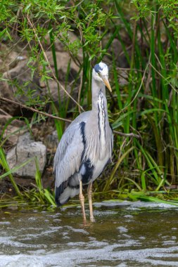 Grey Heron, Ardea cinerea, standing in water on a river bank clipart