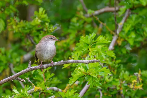 Cetti 'nin ötleğeni, Cettia Cetti, bir ağaç kütüğüne tünemişti.