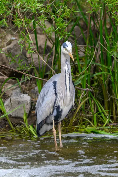 Grey Heron, Ardea Cinerea, nehir kıyısında suyun üzerinde duruyor.