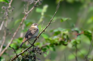 Sedge warbler, Acrocephalus schoenobaenus, bir ağaca tünemiş.