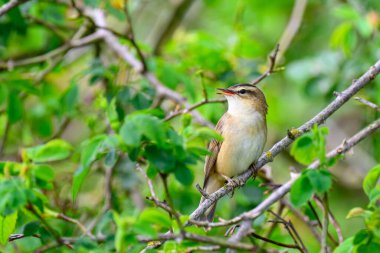 Sedge warbler, Acrocephalus schoenobaenus, bir ağaca tünemiş.