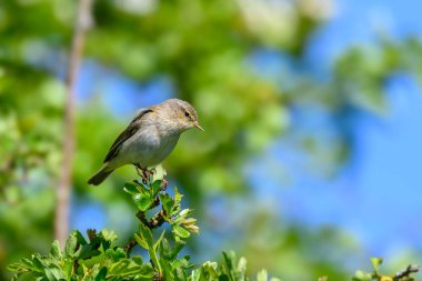 Chiffchaff, Phylloscopus collybita, bir ağaç dalına tünemiş.