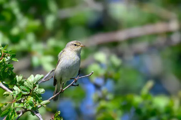 Chiffchaff, Phylloscopus collybita, bir ağaç dalına tünemiş.