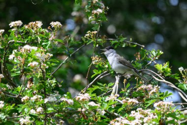 Male Blackcap, Sylvia atricapilla, Perched in a tree, singing clipart