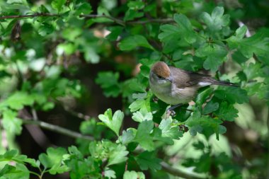 Kadın Blackcap, Sylvia atricapilla, bir ağaca tünemiş..