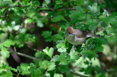 Female Blackcap, Sylvia atricapilla, perched in a tree. clipart