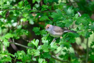 Kadın Blackcap, Sylvia atricapilla, bir ağaca tünemiş..